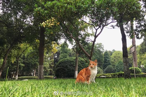 ??????????,文章副標(biāo)題位于主標(biāo)題下方，通常以破折號(hào)開頭，用于補(bǔ)充或解釋主標(biāo)題內(nèi)容，字體和格式應(yīng)與主標(biāo)題有所區(qū)別。