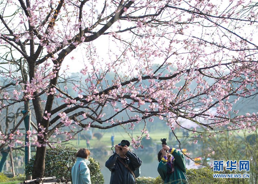 楊樹蘑菇能吃嗎